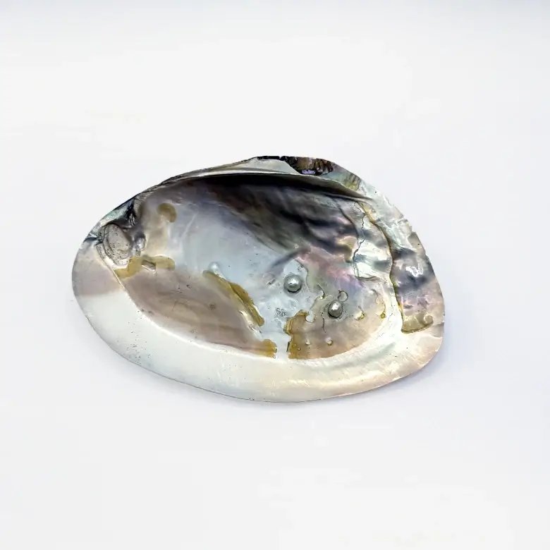 Mother of Pearl Sea Shell