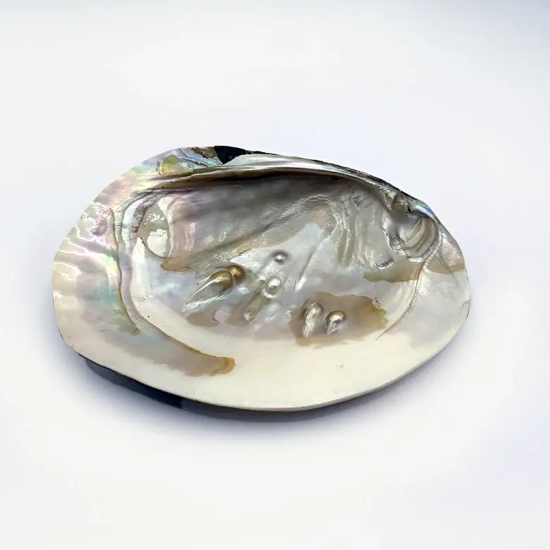 Mother of Pearl Sea Shell