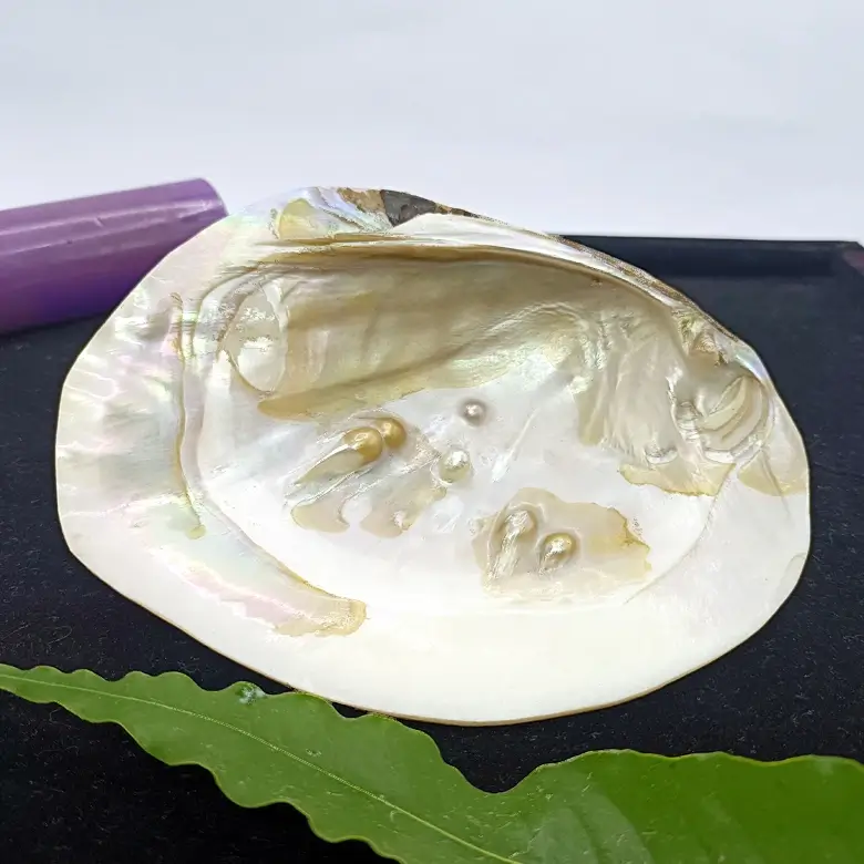 Mother of Pearl Sea Shell
