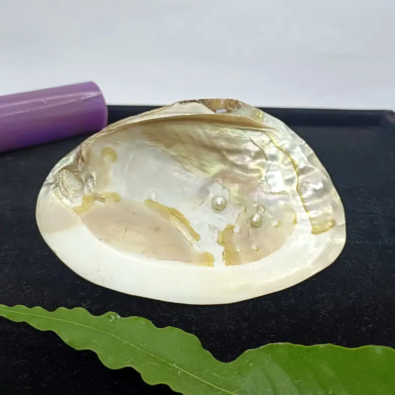 Mother of Pearl Sea Shell