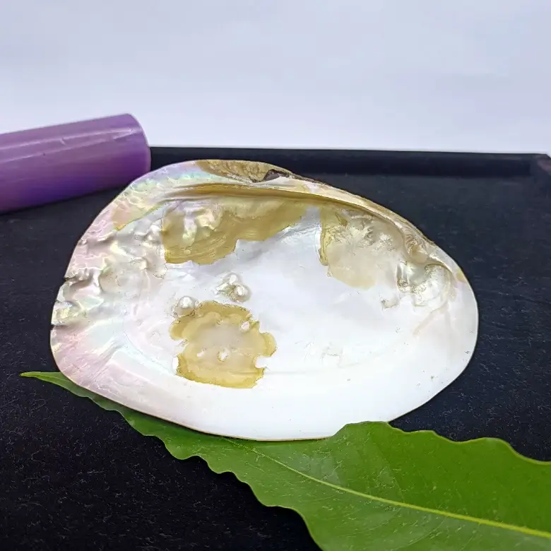 Mother of Pearl Sea Shell