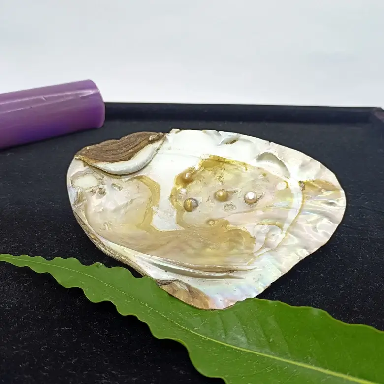 Mother of Pearl Sea Shell