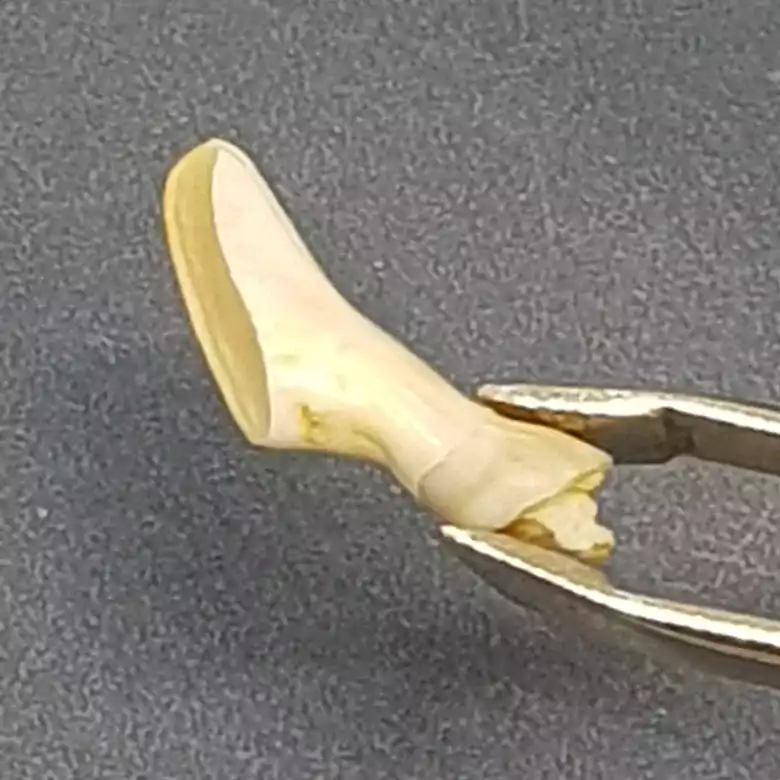 Natural Ketu Mukta Mani