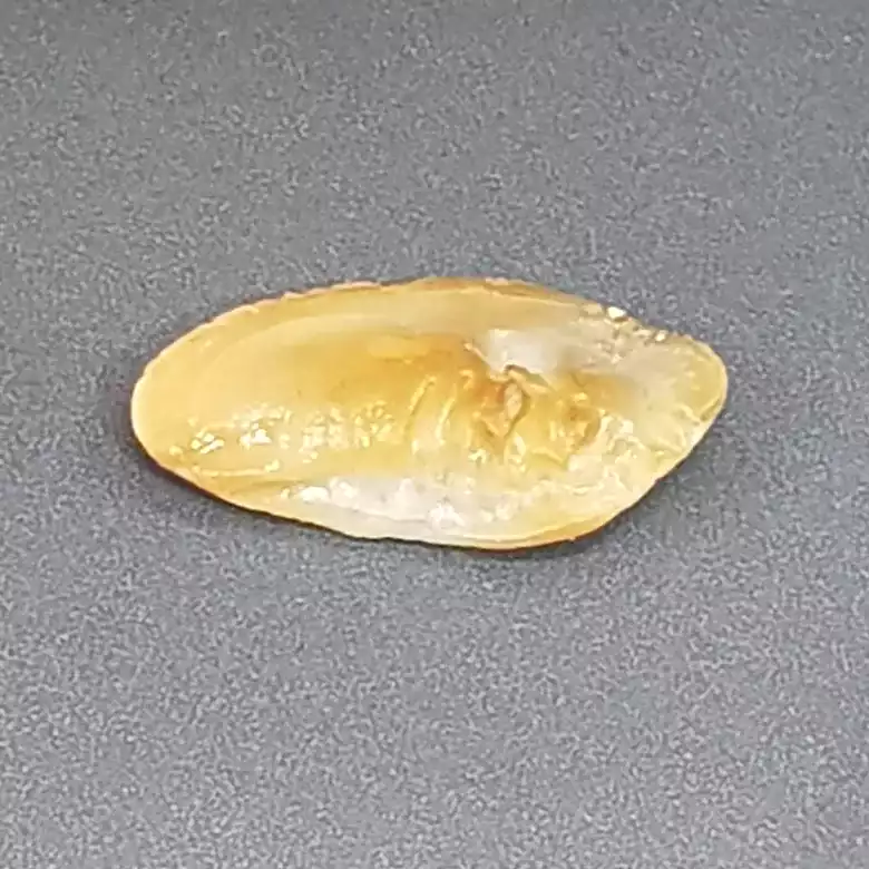 Natural Shukra Mani