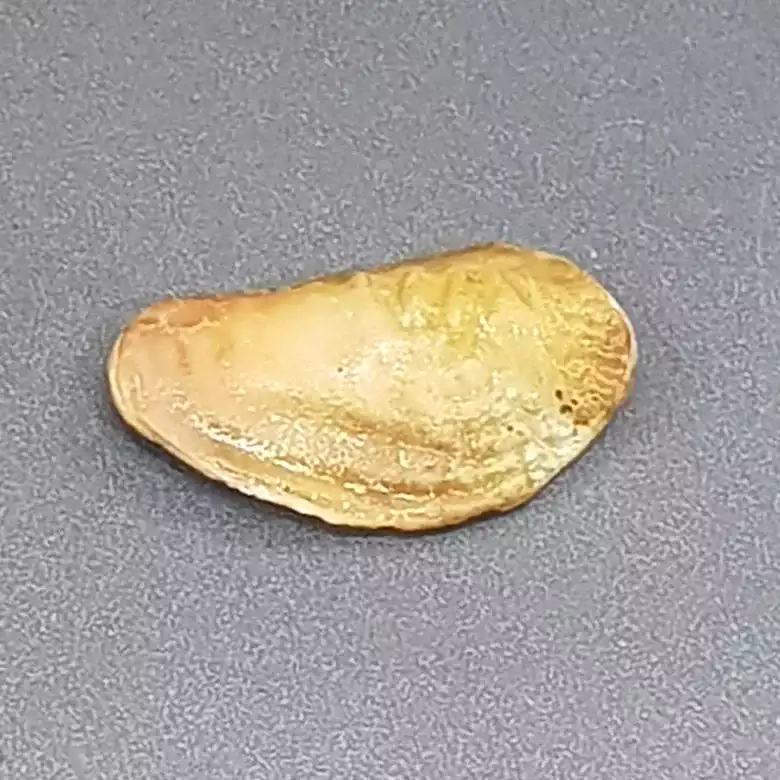 Natural Shukra Mani