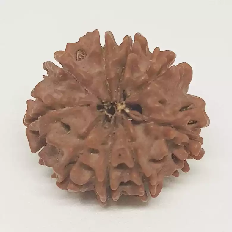 9 Faced Rudraksha - Nepal