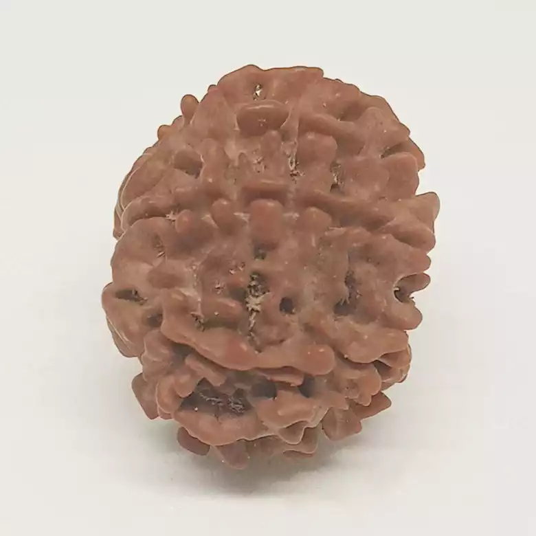 9 Faced Rudraksha - Nepal