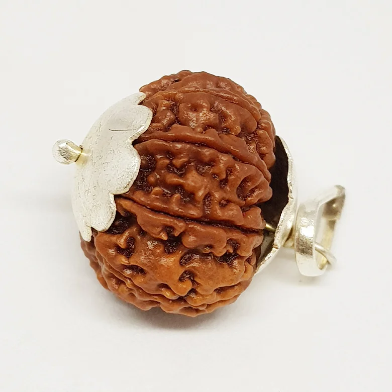Nine Mukhi Premium Rare Rudraksha