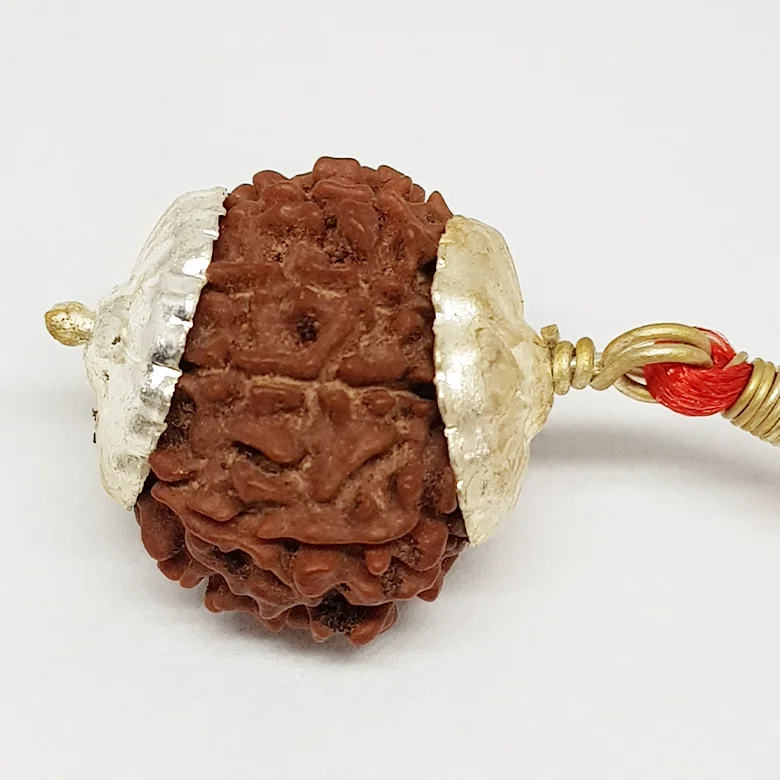 9 Faced Rudraksha - Nepal