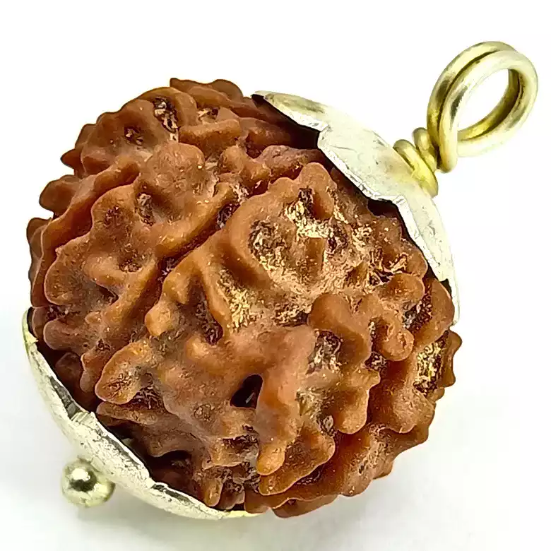 Nine Mukhi Premium Rare Rudraksha