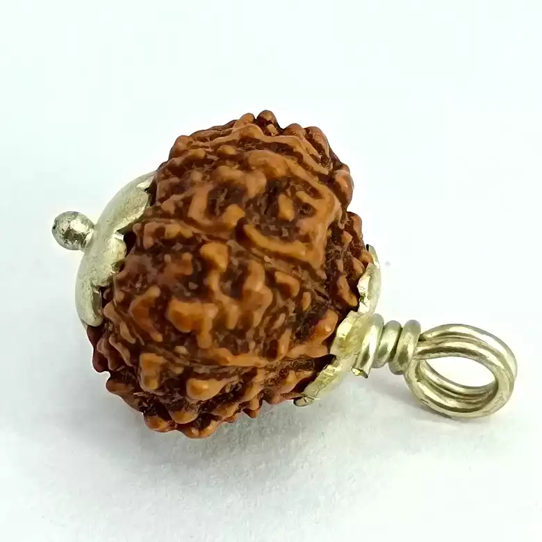 9 Mukhi Rudraksha – Indonesia