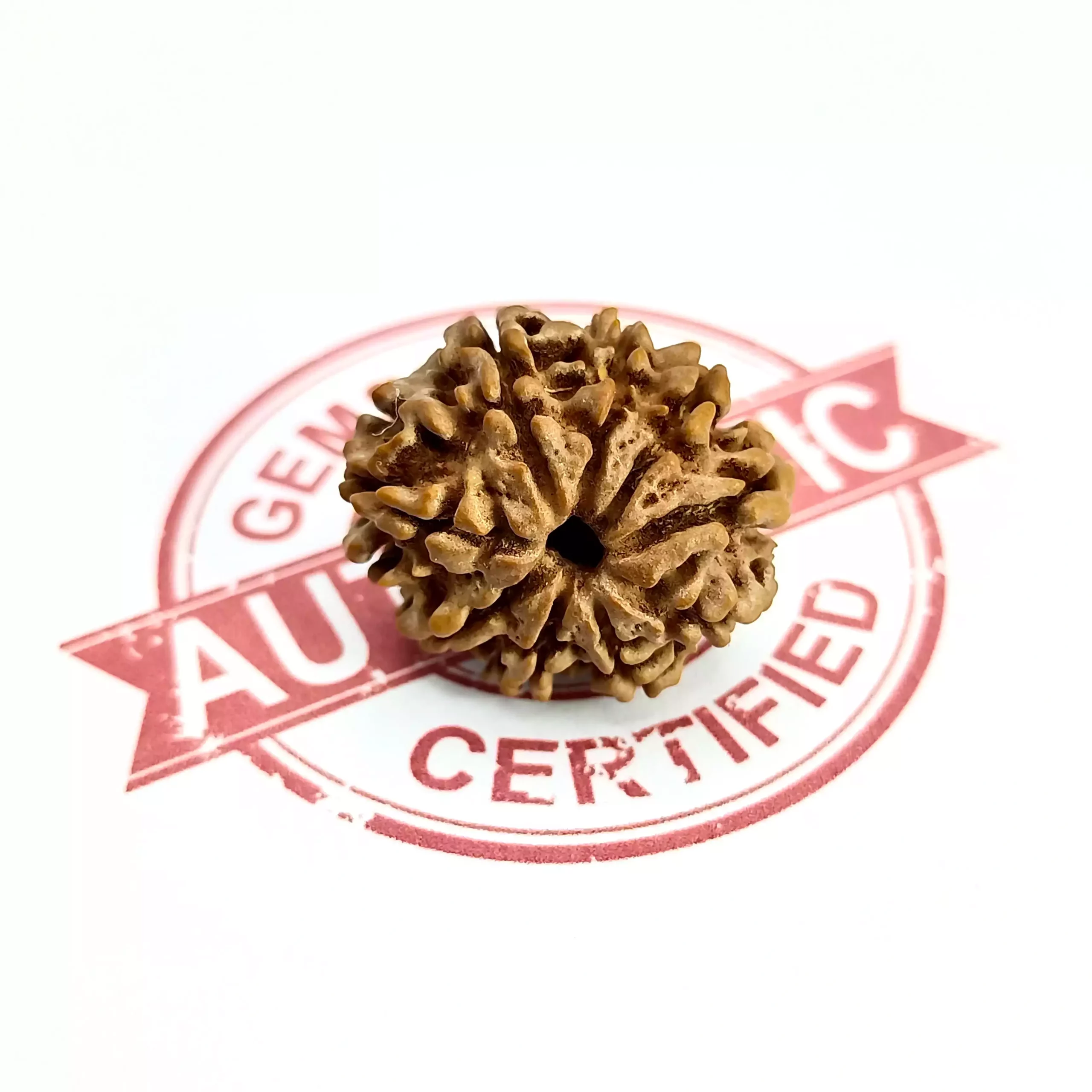 9 Faced Rudraksha – Nepal