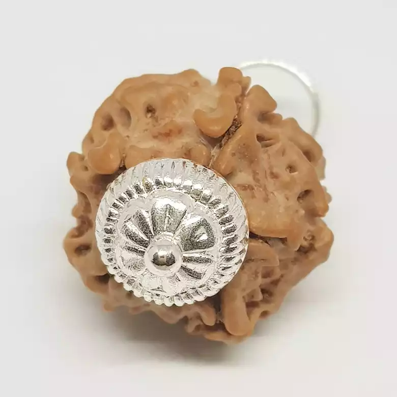 One Mukhi Premium Rare Rudraksha
