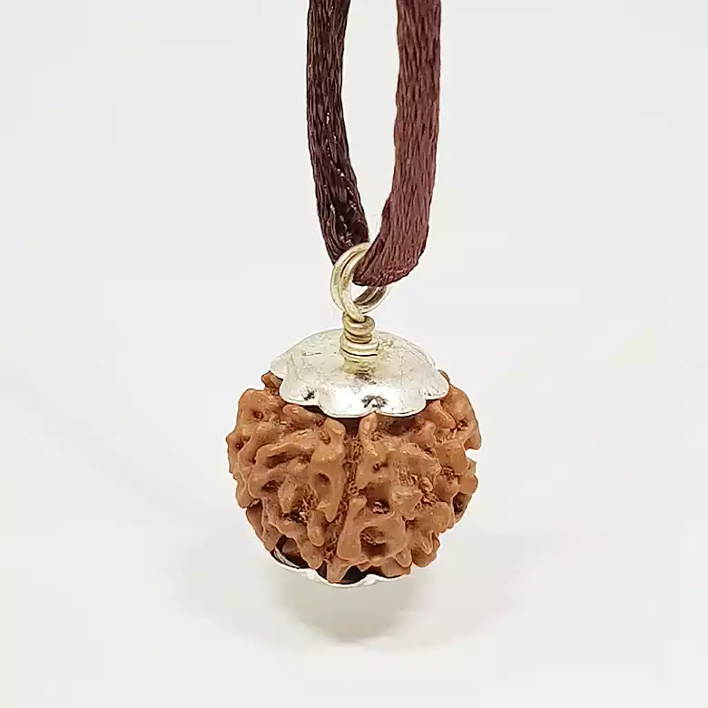 7 Faced Rudraksha - Nepal