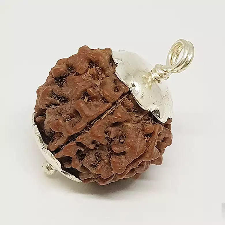 6 Faced Rudraksha - Nepal