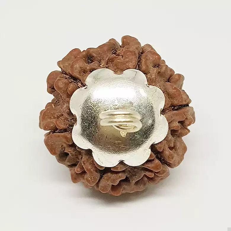 6 Faced Rudraksha - Nepal