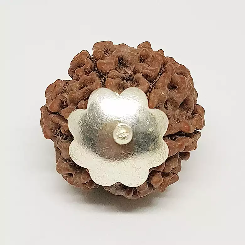 6 Faced Rudraksha - Nepal