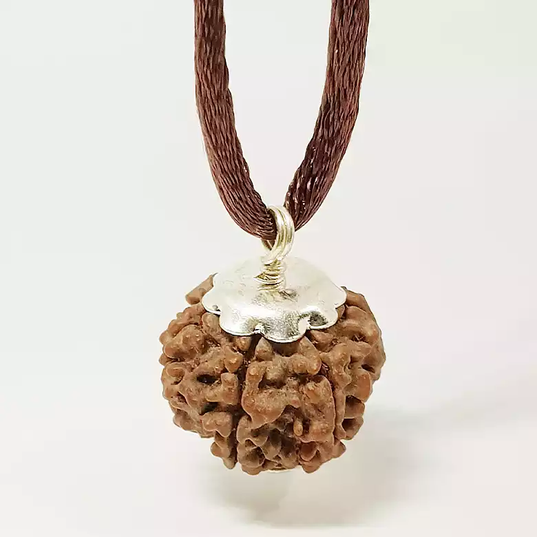6 Faced Rudraksha - Nepal