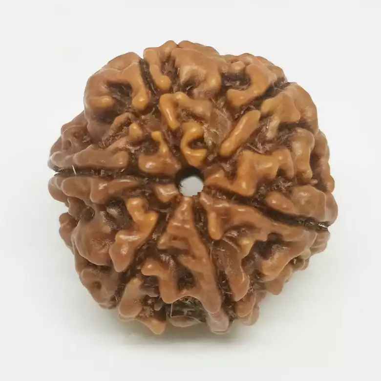 6 Faced Rudraksha - Nepal