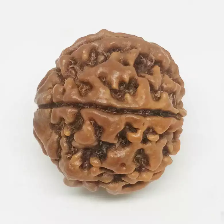 6 Faced Rudraksha - Nepal