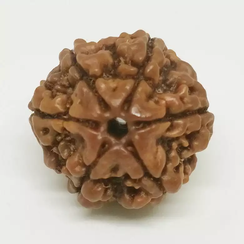 6 Faced Rudraksha - Nepal