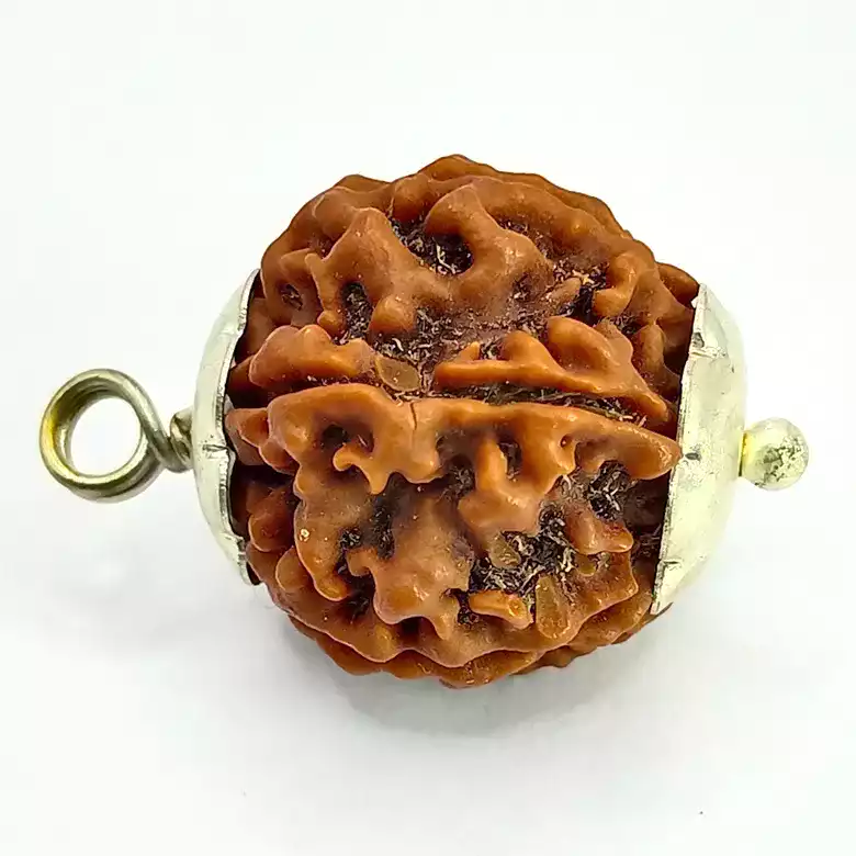 6 Faced Rudraksha – Nepal