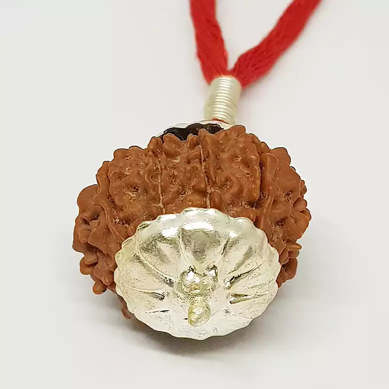 10 Faced Rudraksha - Nepal