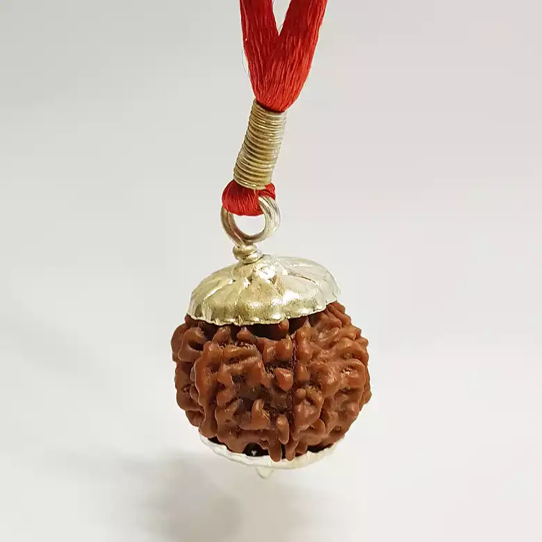 10 Faced Rudraksha - Nepal