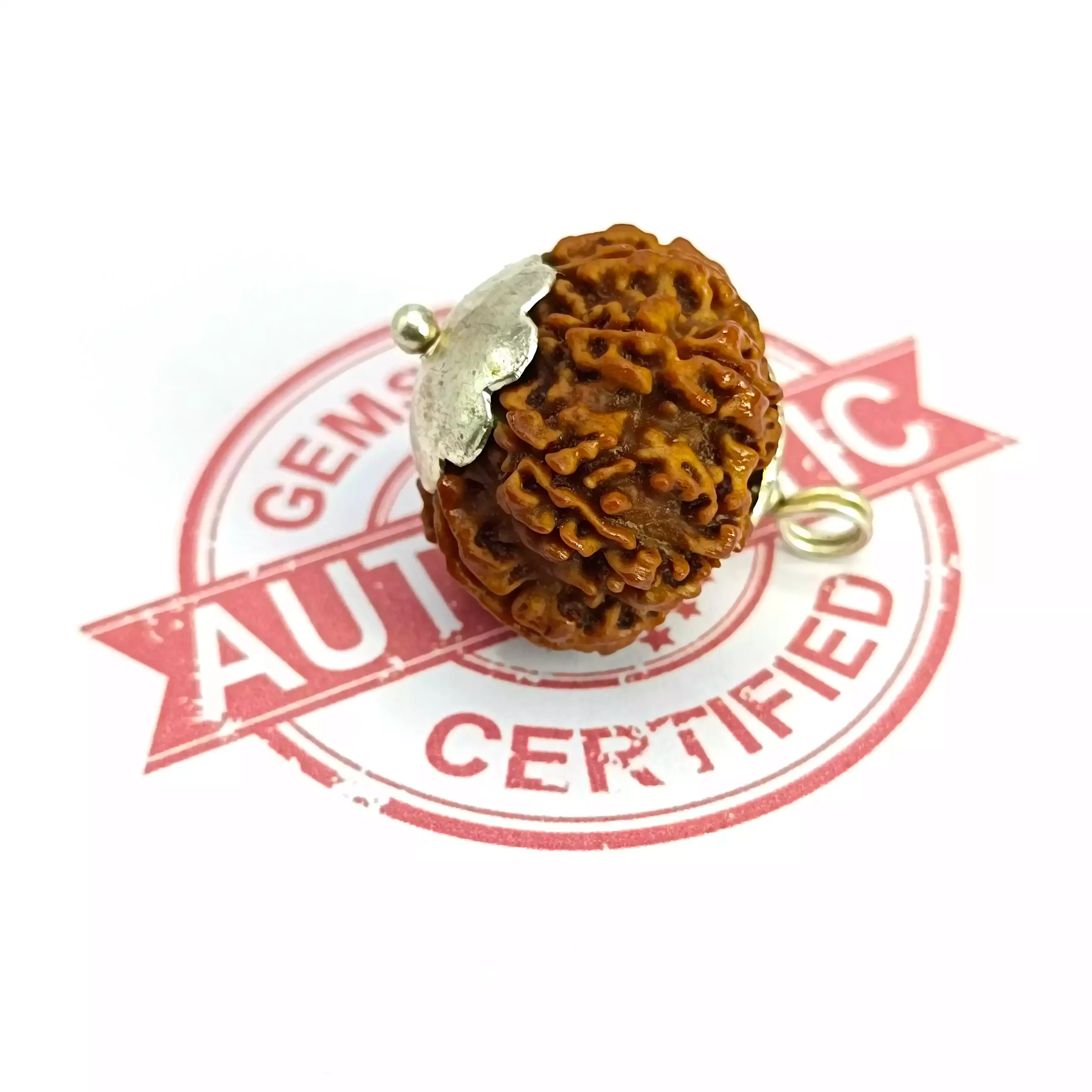 Ten Mukhi Premium Rare Rudraksha