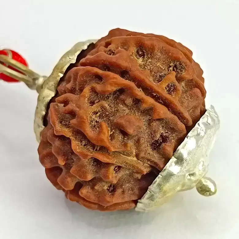 10 Faced Rudraksha – Nepal