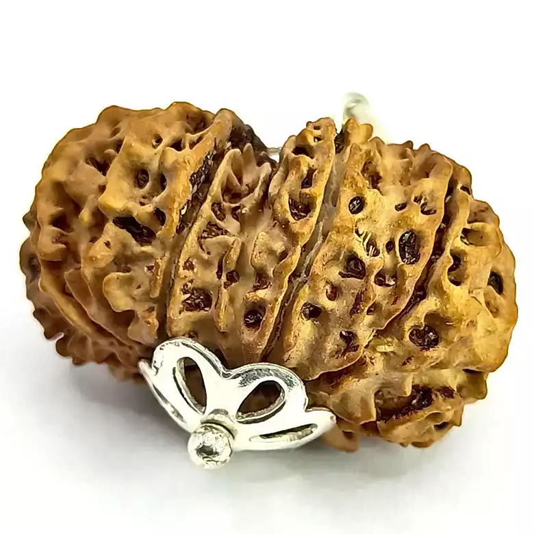 13 Faced Rudraksha – Nepal
