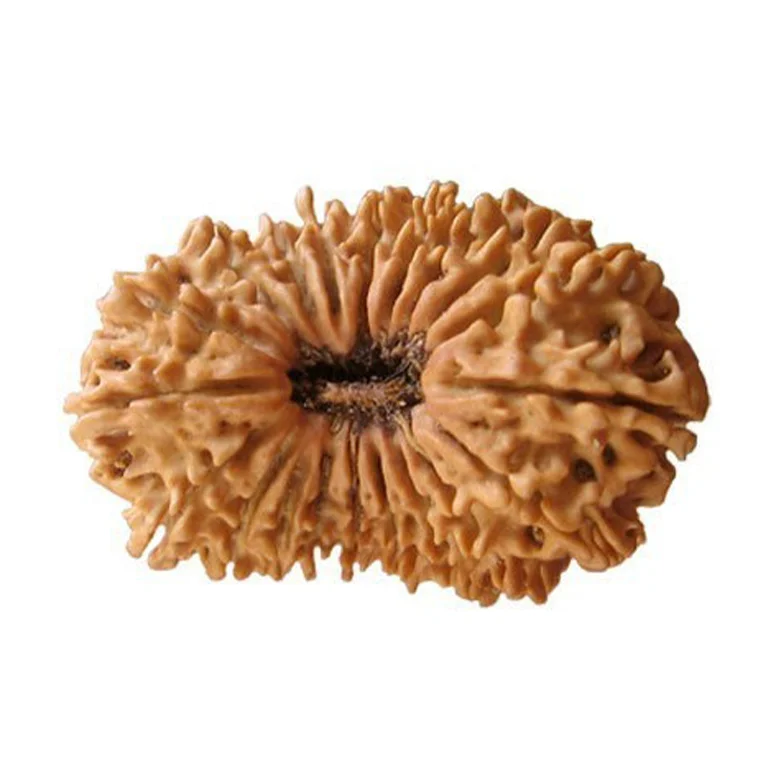 Twenty Mukhi Premium Rare Rudraksha