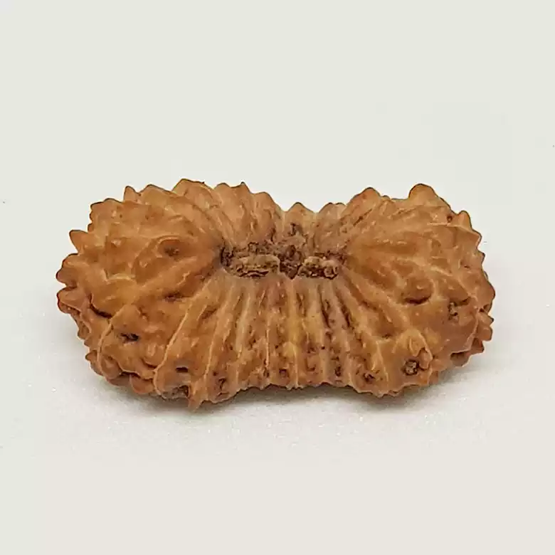 21 Mukhi Rudraksha – Indonesia