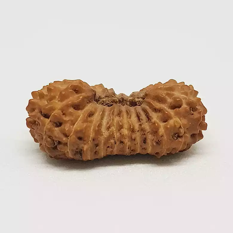 21 Mukhi Rudraksha – Indonesia