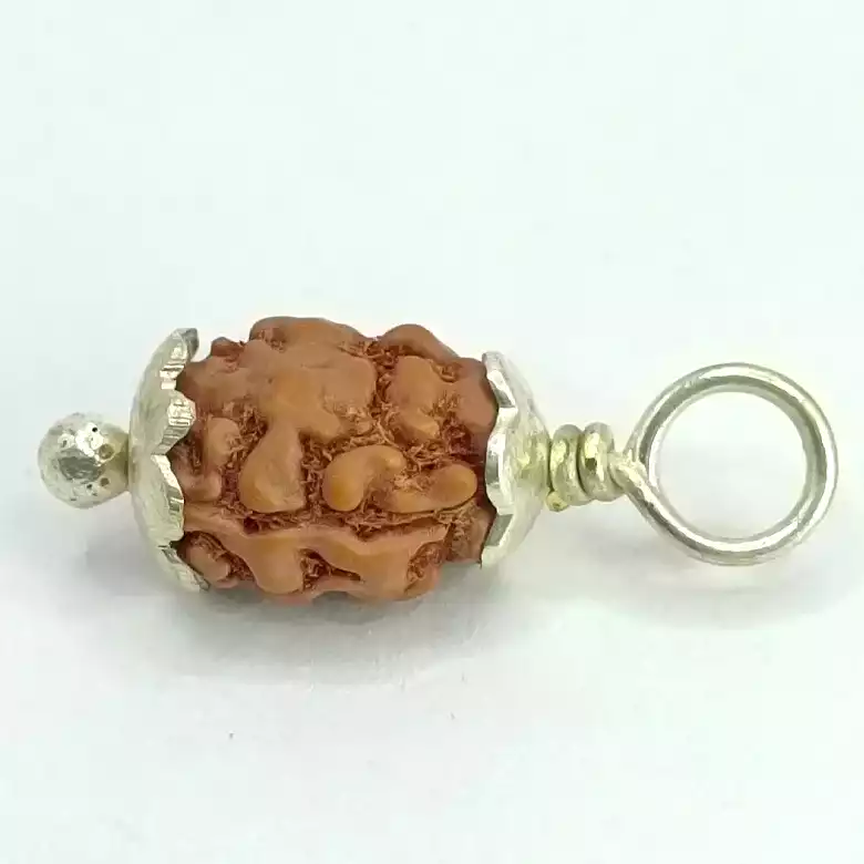 Two Mukhi Premium Rare Rudraksha