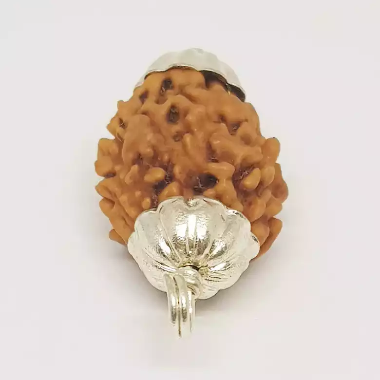 Two Mukhi Premium Rare Rudraksha