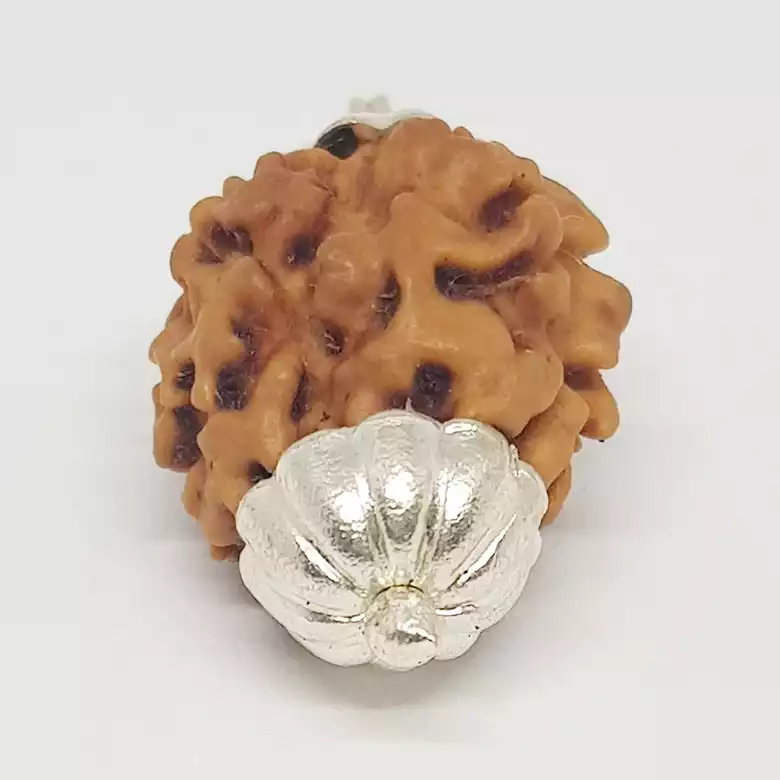 Two Mukhi Premium Rare Rudraksha