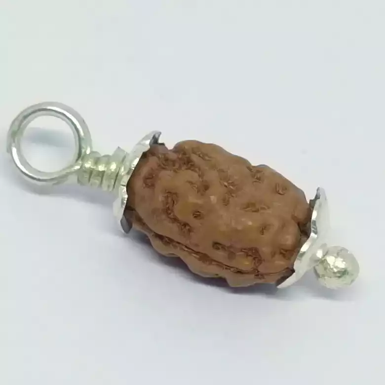 2 Mukhi Rudraksha – Indonesia