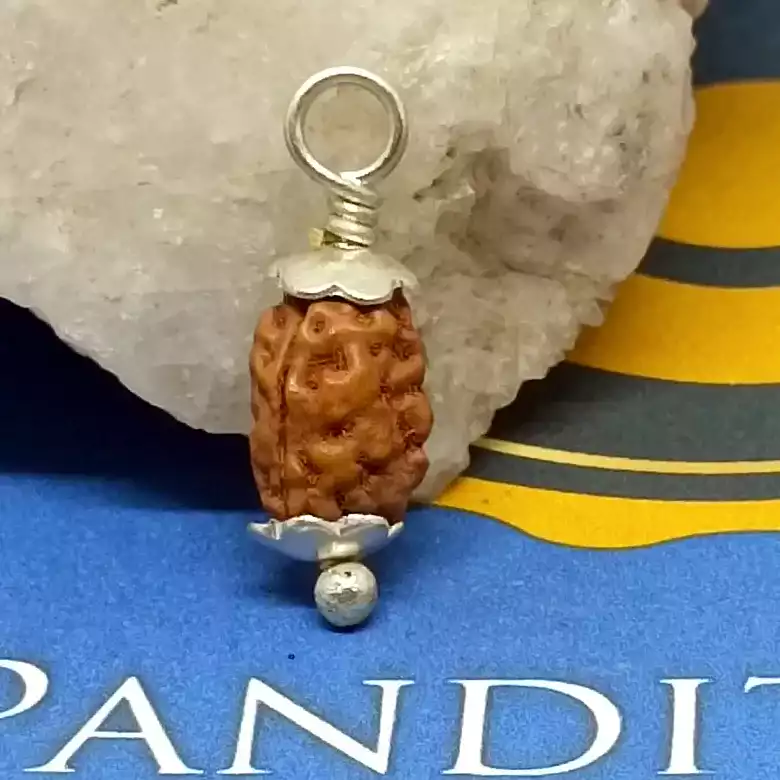 2 Mukhi Rudraksha – Indonesia