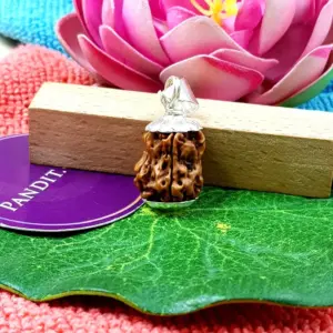 Damru Rudraksha - Basic