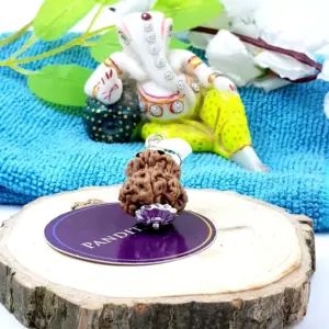 Damru Rudraksha - Premium