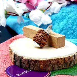 Damru Rudraksha - Super Premium